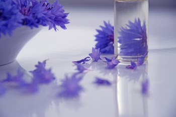 Photography of Purple Flowers 