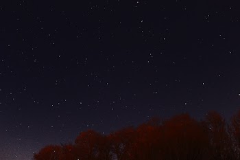 Photography of Red Leaf Tree at Nigh Time