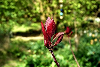 Photography of Red Leaves