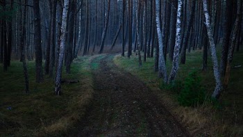 photography of road between trees