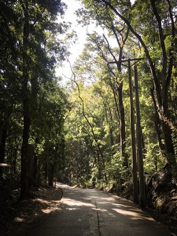 Photography of Roadway Surrounded By Trees