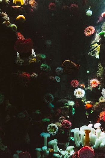 photography of sea corals