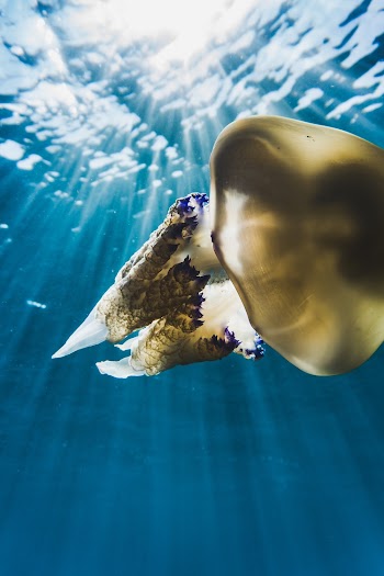 Photography of Sea Creature