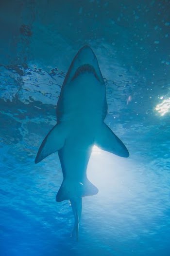 photography of shark