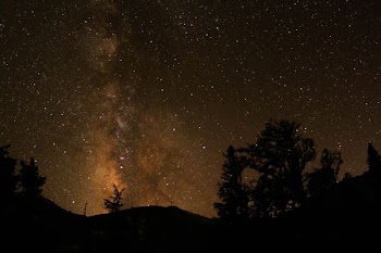 photography of silhouette of trees during nighttime