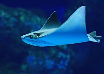 photography of sting ray