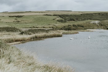 Photography of Swan on Body of Water