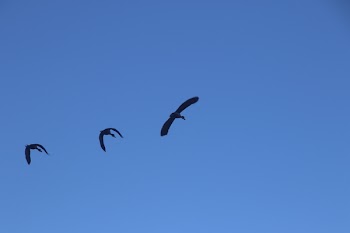 Photography of Three Flying Birds