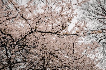 Photography of Tree Branches With Flowers