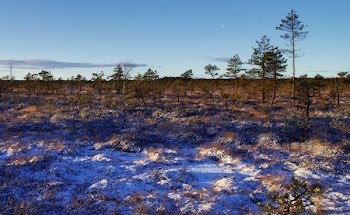 Photography of Trees