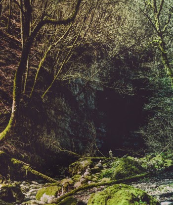 Photography of Trees