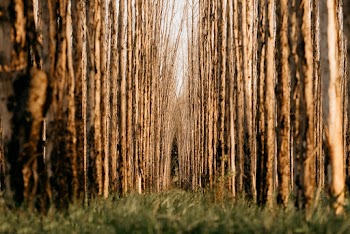 Photography of Trees