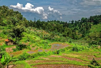Photography of Trees and Plants