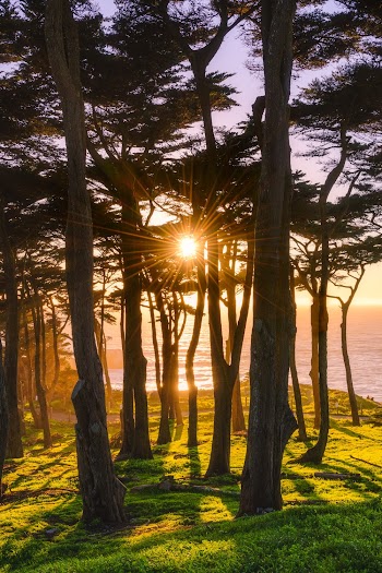 Photography of Trees Beside Shore during Sunset