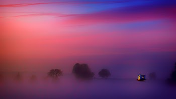 Photography of Trees Covered with Fog