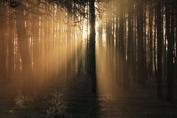 photography of trees during sunset