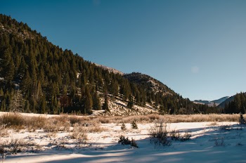 Photography of Trees on Mountain