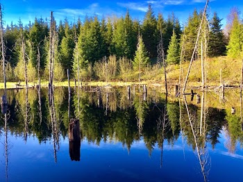 Photography of Trees Reflecting on Water