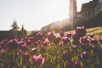 Photography of Tulips