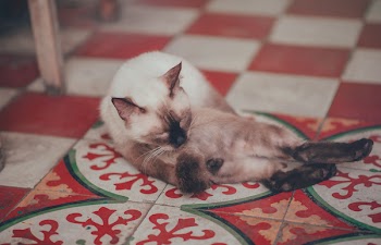 Photography of White Siamese Cat Lying on Floor