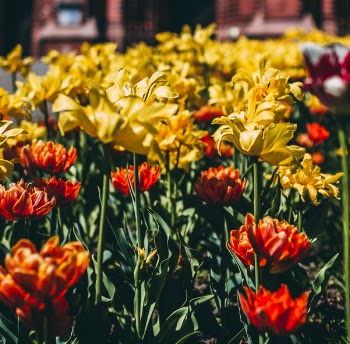 Photography of Yellow-and-orange Flowers