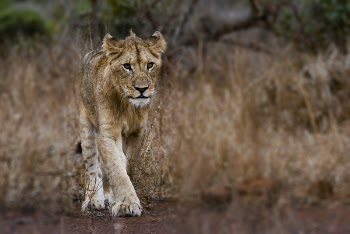 Photography of Young Lion