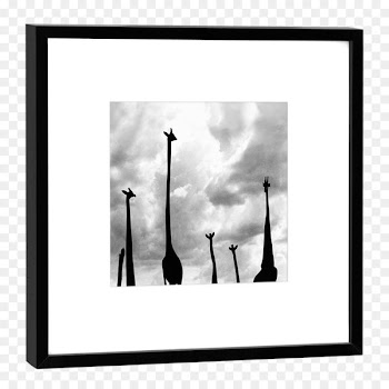 Photography, Picture Frames, Black White M, Picture Frame, Giraffe PNG