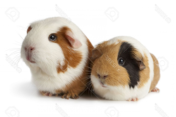 Photopair Of Cute Guinea Pigs On White Background | GeekChicPro