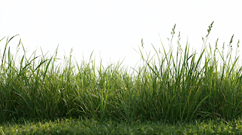 Photorealistic Grass Blades Against White Background