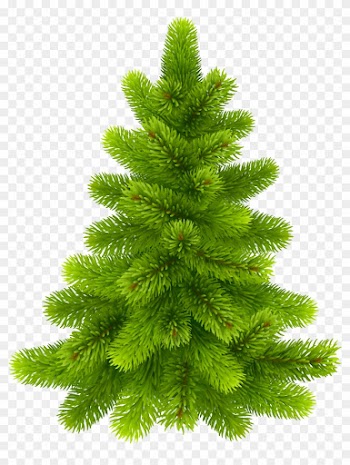 Photos Of Clip Art Pine Trees Medium Size - Pine Tree Png Transparent