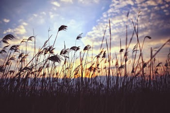Phragmites by sunset