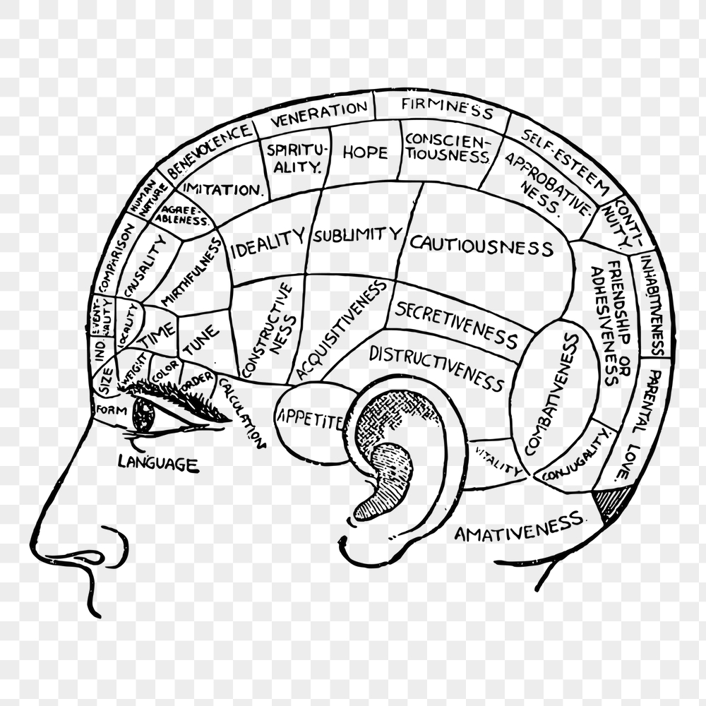 Phrenology chart png sticker, vintage | Free PNG - rawpixel