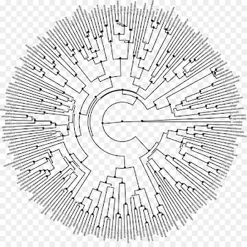 Phylogenetic Tree, Phylogenetics, Clade, Line, Line Art PNG