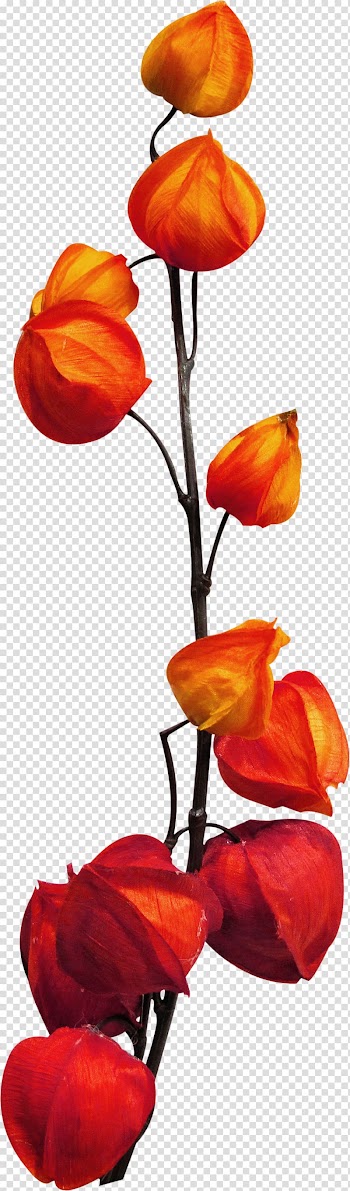Physalis Fruit Bilberry Vegetable, breeze transparent background PNG clipart
