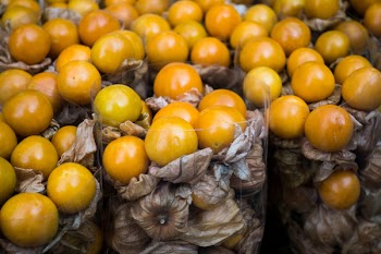Physalis fruit close up 