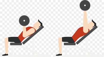 Physical exercise Euclidean vector Physical fitness Barbell Bench press - Recommend barbell movement 