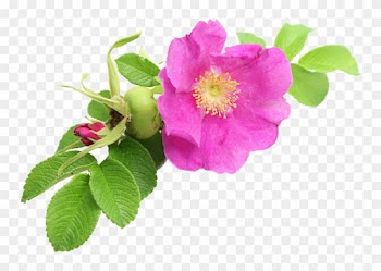 Phyto-floral Brand Of The Laboratories E - Centella - Huile Vegetale Bio Rose Musquée Vierge