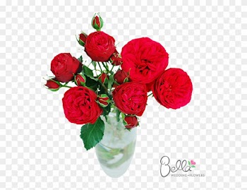 Piano Garden Roses Are One Of The Newest Hot Items - Roses Lovers