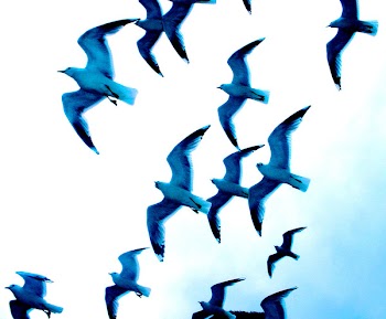 PIC1077141632.jpg