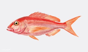 Picarel (Sparus Smaris) illustrated by Charle.. | Free stock vector - 467559