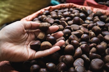 Picking up chestnuts 