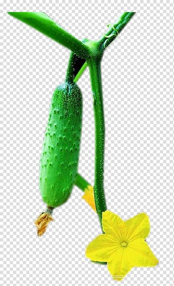 Pickled cucumber Vegetable Green, Green cucumber transparent background PNG clipart