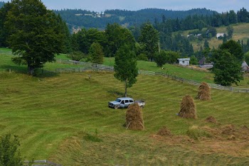 Pickup Truck Parked On Grass