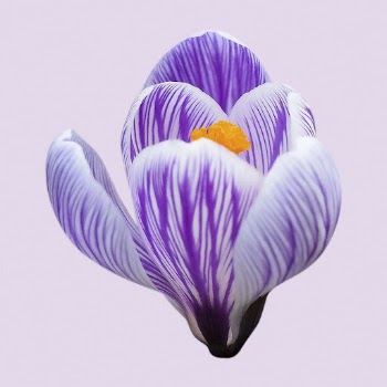 Pickwick crocus, flower clipart psd | Free PSD - rawpixel