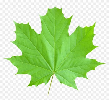 Pics Of Maple Leaf - Maple Leaf Png
