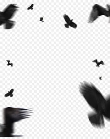 Picsart Photo Studio, Image Editing, Desktop Wallpaper, Wing, Flock PNG