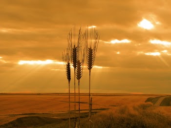 PICT2296.JPG