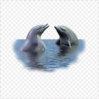 Picture frame Dolphin - dolphin 