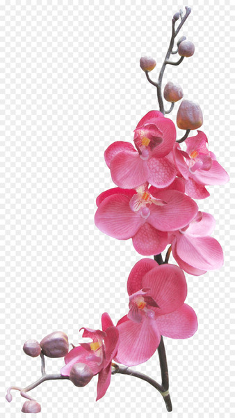 Picture Frames - orchids 