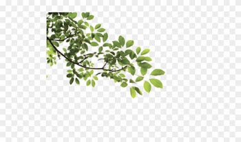 Picture Of A Tree Branch - Tree Branch Png